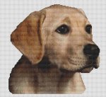 (image for) Molly - Yellow Lab Pup